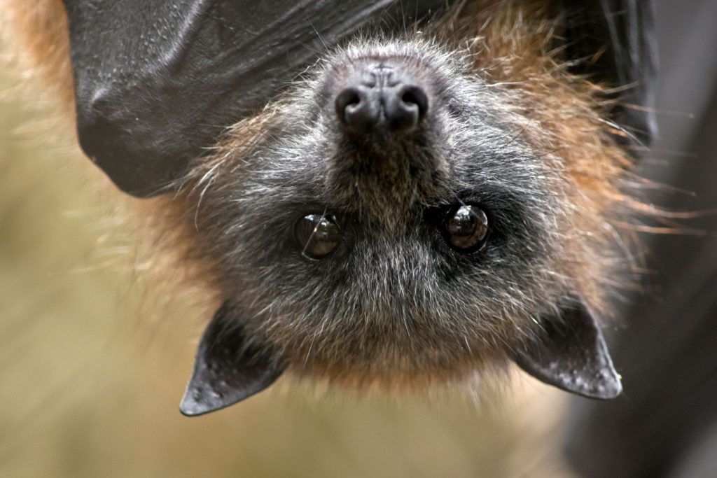 Large colony of fruit bats roosting in a forested area in South Asia