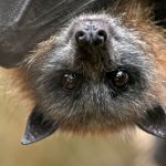 Close up view of a flying fox fruit bat hanging from a tree branch