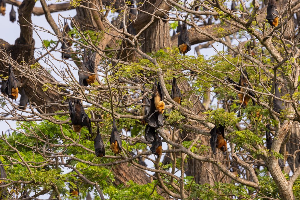 Fruit bats of the Pteropus species roosting together in trees during daylight hours