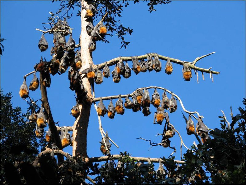 Close up view of a flying fox fruit bat hanging from a tree branch